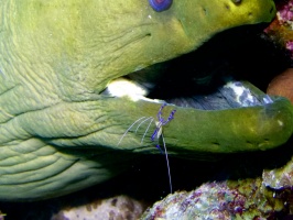 Green Moray Eel at Cleaning Station IMG 6911 - Version 2